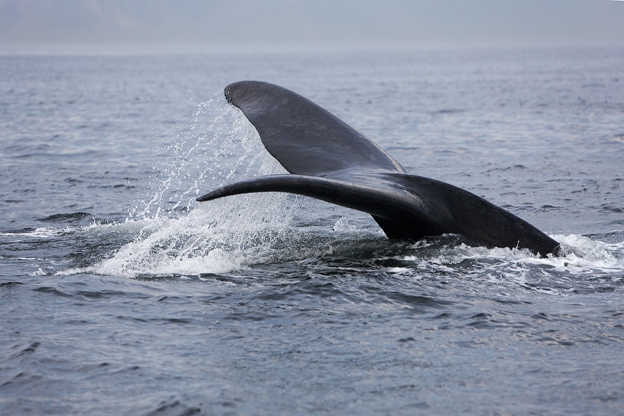 Observez les baleines franches en Patagonie
