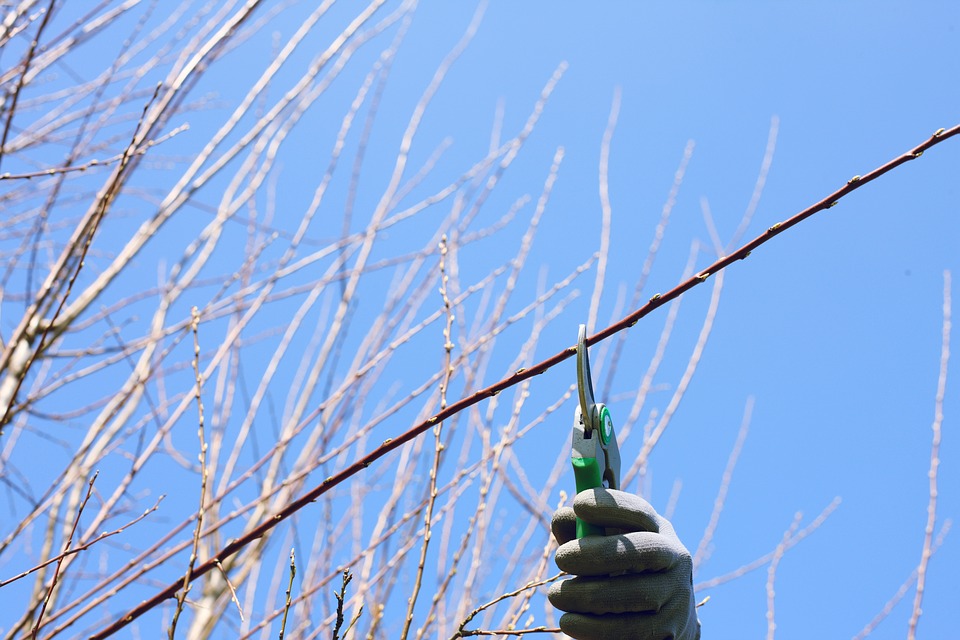 Utiliser un coupe-branche dans un travail de jardinage : Oui ou non ?